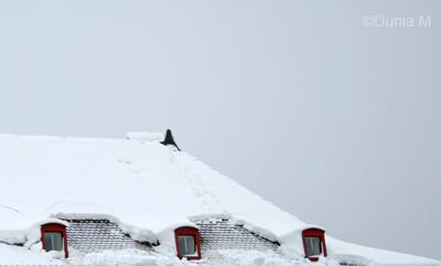 Photos du jour: 6 décembre 2008 La Chaux-de-Fonds: St-Nicolas 2008