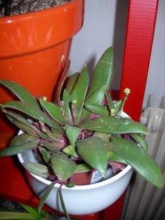 Plante inconnue à identifier