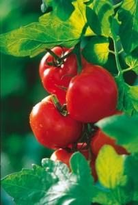 tomates