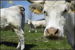 dioxine-irlandaise-troupeau-de-vaches.1228858033.jpg