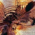 Admirez la nature dans le livre “Wunder welt” du photographe Volkhard Hofer.