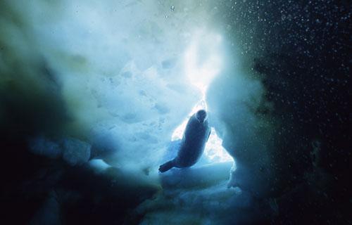 Moog seal sounds (la musique des phoques de Weddell)