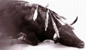 Les vétérinaires reconnaissent unanimement que les blessures sont telles que la souffrance de l'animal est incontestable. Le taureau est un mammifère dont le système nerveux est similaire à celui de l'Homme.
