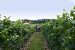 L'année 2006 restera comme celle de tous les contrastes Vendanges 2006 - Château Allaman