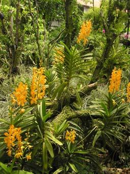 Une pause pour l’énigme du samedi: une brassée d’orchidées pour vous orchidee-singapour.1229748487.jpg