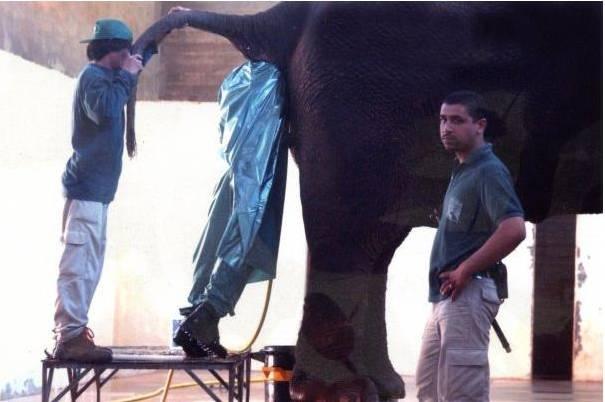 photo humour insolite homme fesses éléphant