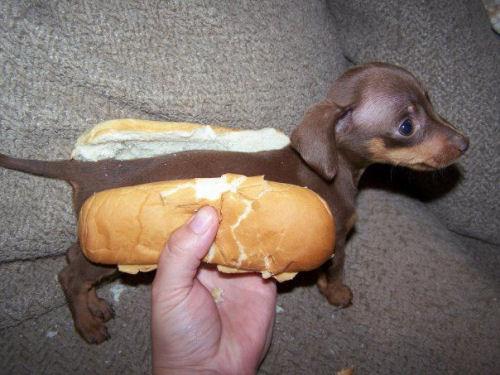 photo humour insolite hot dog chien chiot pain sandwitch