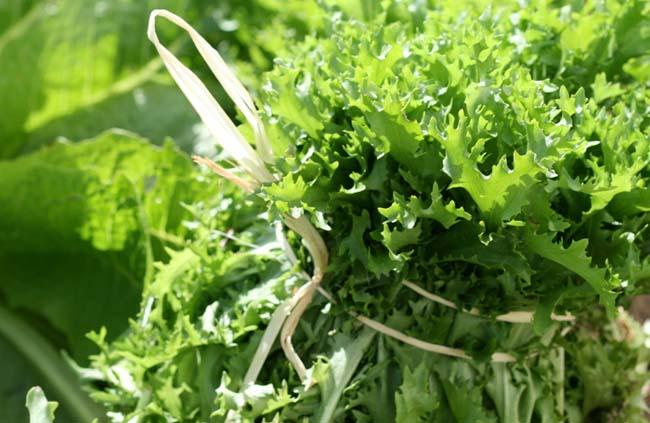 Chicorée frisée Endive Cichorium endivia Chicorée frisée Endive Cichorium endivia