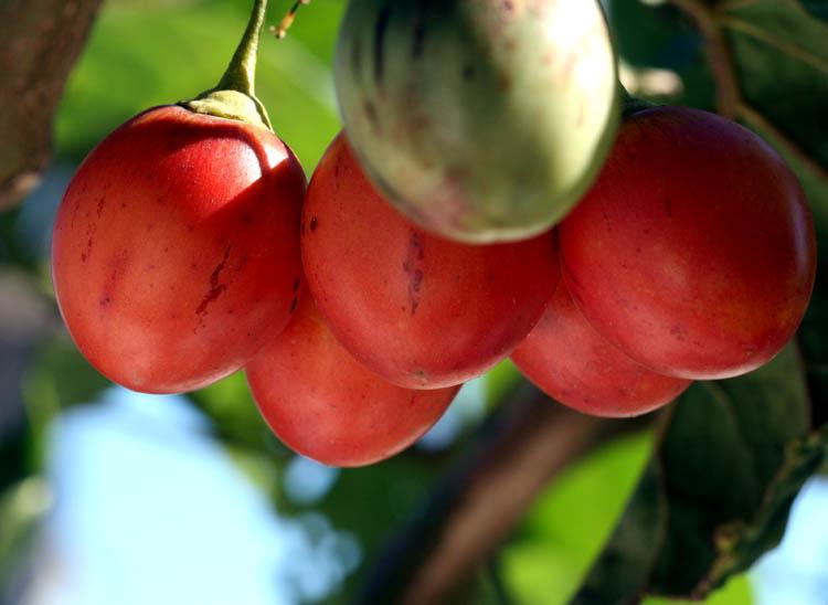 Tamarillo tomate en arbre Solanum betaceum Tamarillo tomate en arbre Solanum betaceum