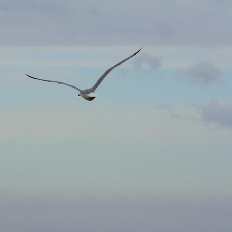 jaime-le-vent jaime-le-vent