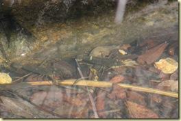 Vive l'hiver ! Decembre2008_ 383