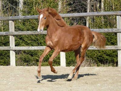 poulain Le jeu du: a qui il est ce poulain? photo cheval poulain Le jeu du: a qui il est ce poulain? photo cheval