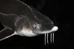 Climat : les poissons migrateurs, victimes du réchauffement climatique esturgeon