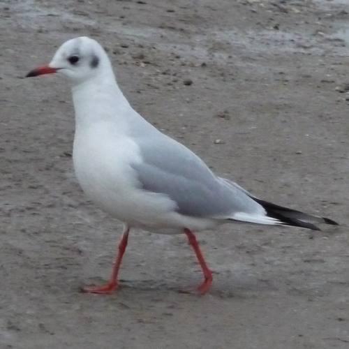 Le gang des mouettes … redim-p1000253.1229934949.jpg