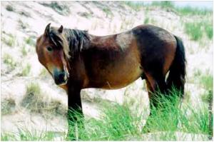 sans titre 2 Les chevaux de lîle de Sable photo cheval