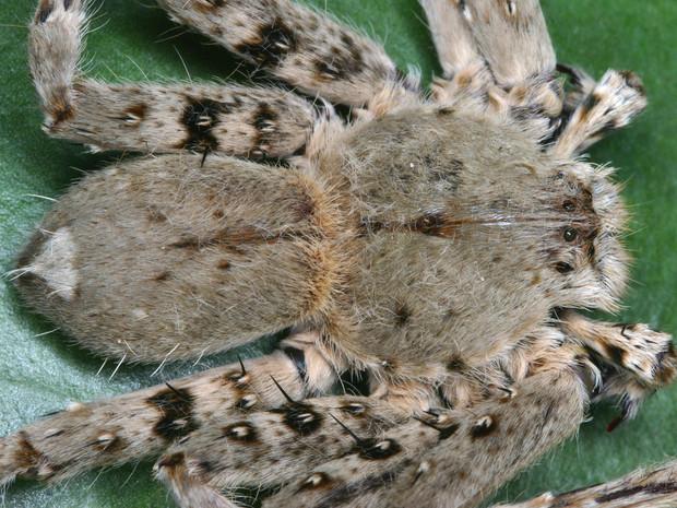 Araignée bien velue (Heteropoda dagmarae) - photo © Peter Jager