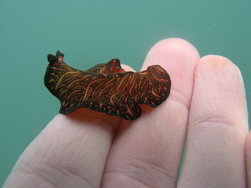 La pointe du Kuendu IMG_4617