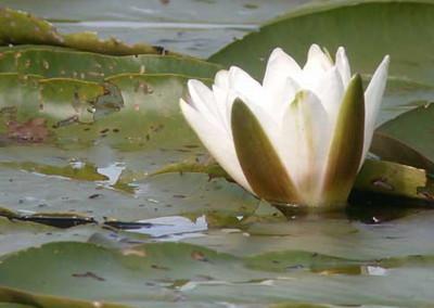 2009 : bonne année à tout l’UNIVERS !