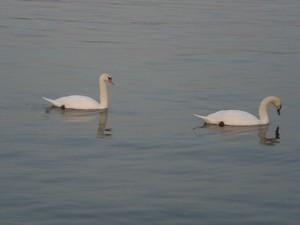 Derniere balade en 2008