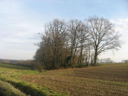 Balade autour d'Arrouède, le premier jour de l'an 2009 ! IMG_0675