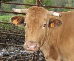 Souvenir de Meuuuugève vache.jpg