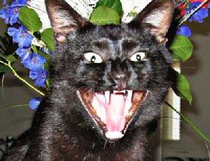 Les Bush en deuil American Shorthair