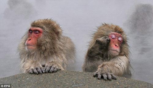 Macaques japonais