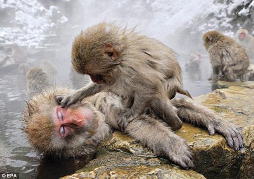 Macaques japonais