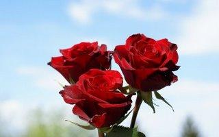 red-roses-02730.1231168978.jpg