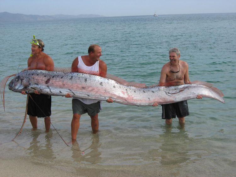 Le régalec : le plus grand poisson du monde