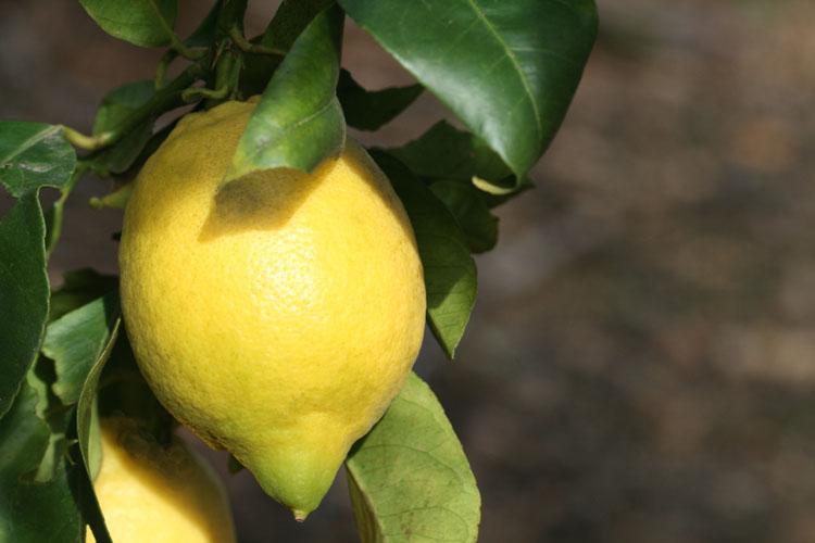 Fino lemon citron limao