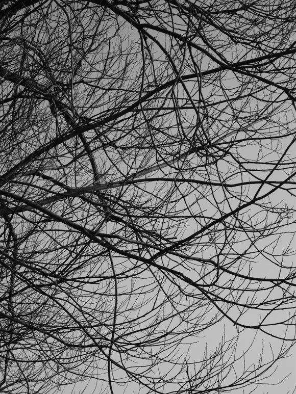 branches01Blg