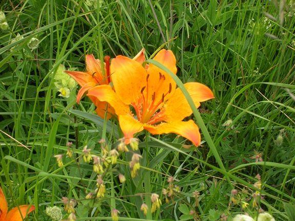 Ballade en ligurie - été 2008 italie2