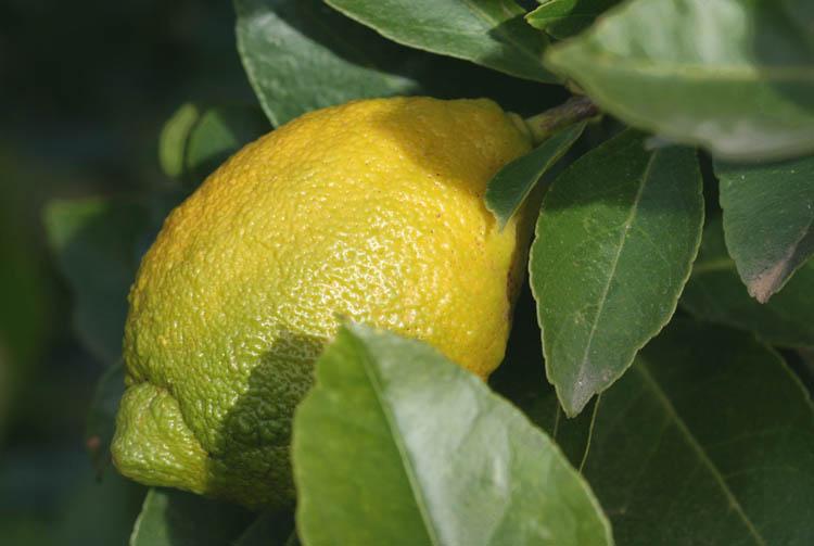 Verna lemon citron limao
