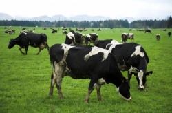 Bientôt de la viande de supermarché clonée ? vaches
