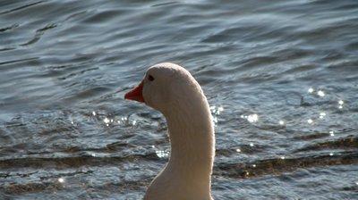 Faune de Sauve l'hiver à l'aube
