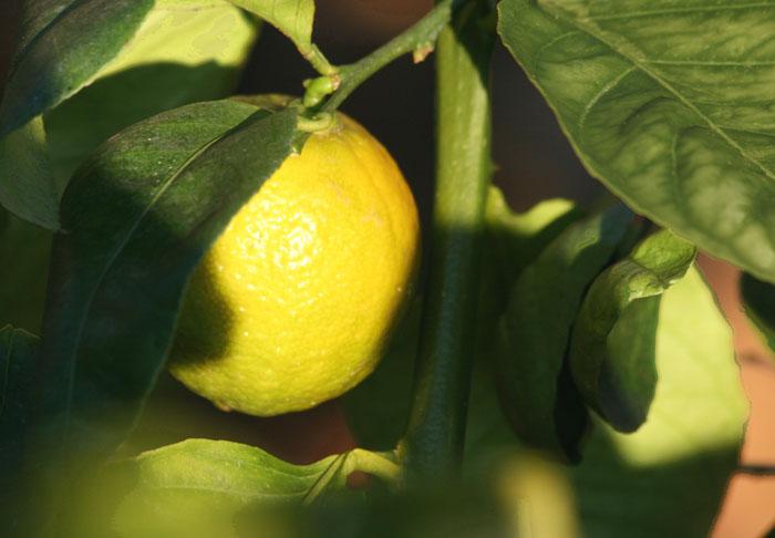 Indian Sweet lime douce de Palestine Balady Boussora Chaksi Mithakaghzi Citrus limettioïdes Tanaka