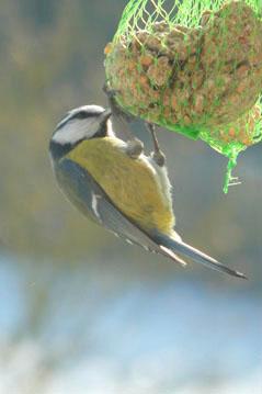 Nourrir les oiseaux en hiver : une bonne action pour de belles photos !