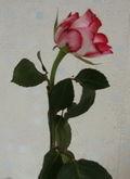 Les fleurs coupées craignent la chaleur et l'air sec des appartements Rose_00