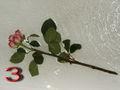 Les fleurs coupées craignent la chaleur et l'air sec des appartements Rose_03