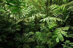 La disparition des forêts tropicales divise la communauté scientifique foret tropicale
