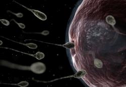 Les hommes intelligents auraient un meilleur sperme spermatozoides