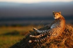 Les guépards mâles déclenchent l'ovulation des femelles en criant guepard