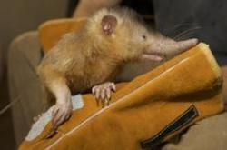 Le solenodon : un mammifère rarissime à la salive empoisonnée, découvrez la vidéo Solenodon