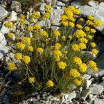Crème mains Warm Up Helichrysum_italicum_1