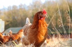 Les volailles élevées en batterie seraient plus saines que les poulets fermiers volaille