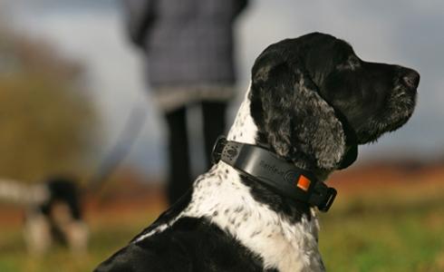 Orange aide les chiens perdus Orange aide les chiens perdus