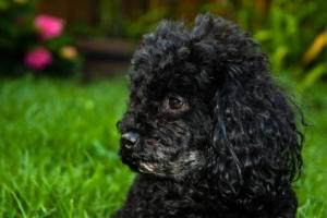 Un caniche survit après dix-neuf jours passés dans un fourgon Caniche