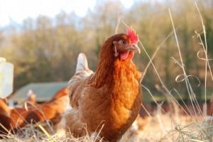 Une poule aide une chienne à élever ses petits Poule