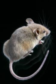 France : des souris et des hommes attirés par les mêmes odeurs souris